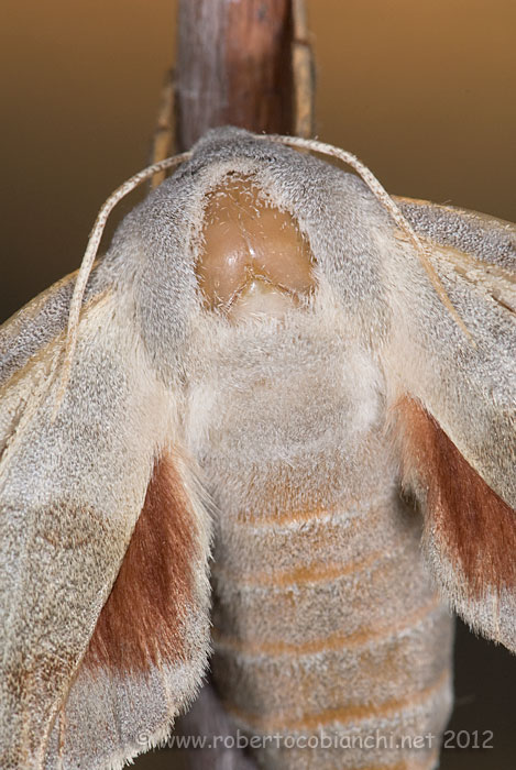 Laothoe populi 